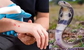 முல்லைத்தீவில் சோகம்: பாம்புக்கடிக்கு இலக்காகி பிரதேச சபை அதிகாரி உயிரிழப்பு!